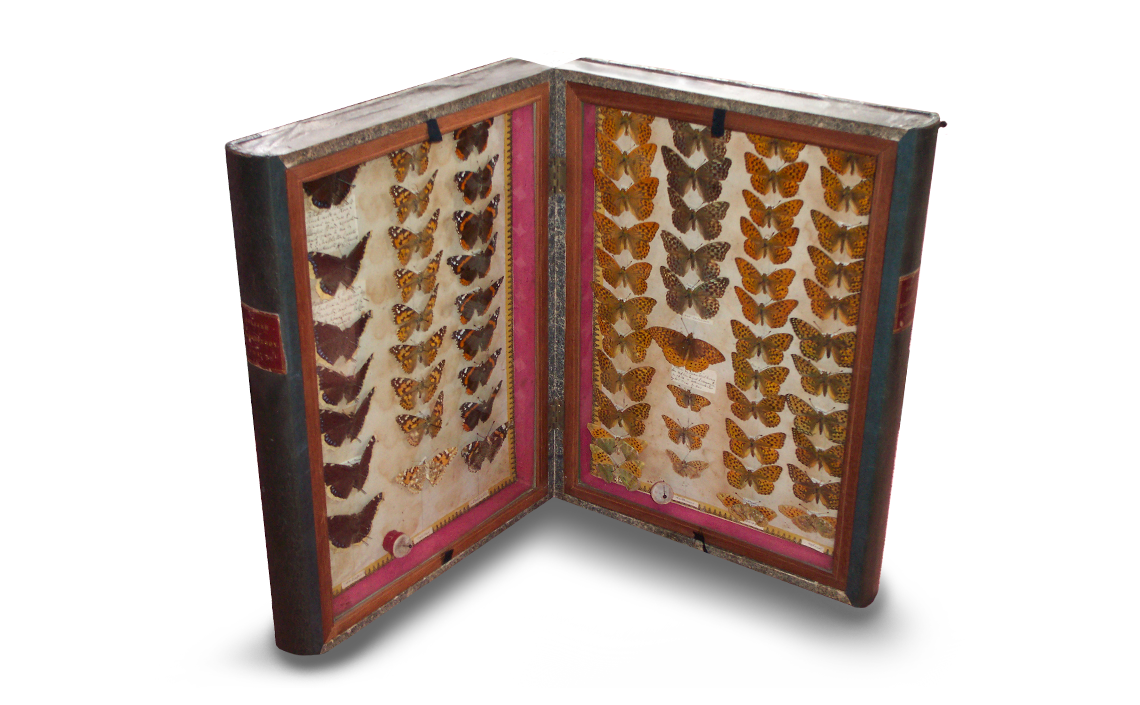 One of the cases described by Morris (Morris, 1857) which contains the specimen in question (right panel, 2nd column from left, 6th butterfly down). Photo © 2024 Mike Mead-Briggs.