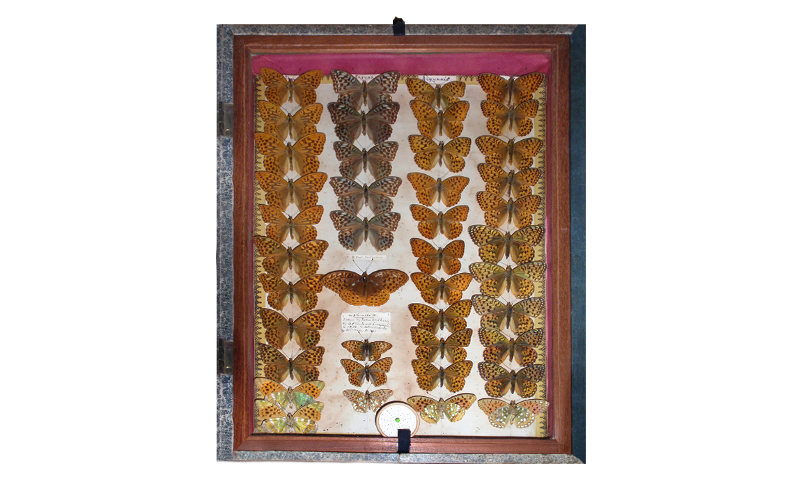 Detailed view of the same display case. The specimen in question immediately below the Valensina Silver-washed Fritillaries. Photo © 2024 Mike Mead-Briggs.