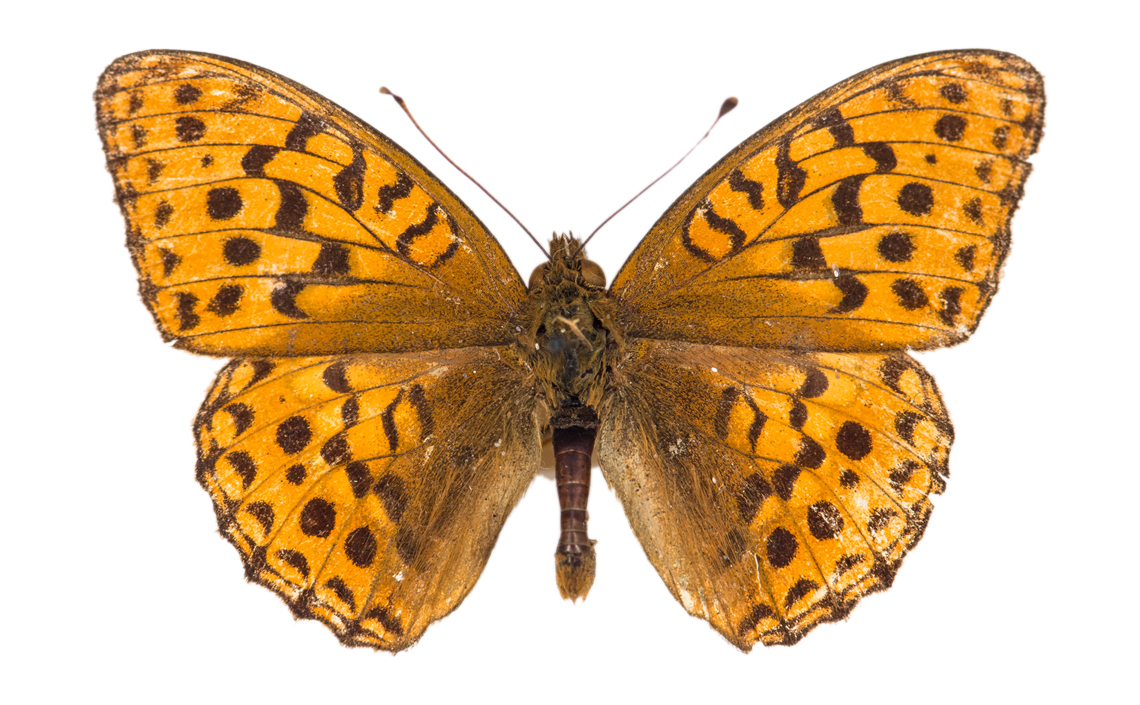 High Brown Fritillary collected by Les Moore at Bubbenhall on 3rd August 1940. Photo © 2017-2024 Steven Cheshire by premission Herbert Art Gallery and Museum, Coventry.