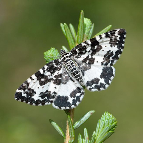 Argent and Sable © 2024 Butterfly Conservation