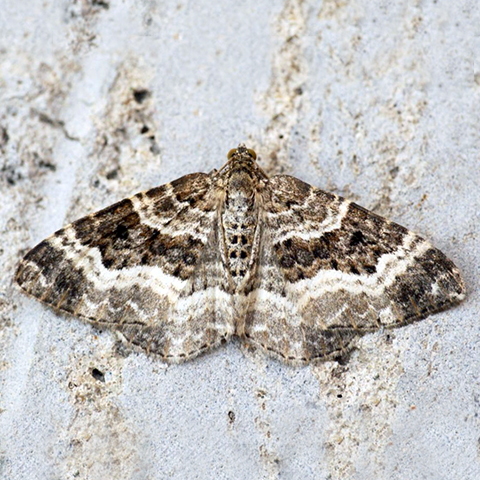 Common Carpet © 2024 Butterfly Conservation