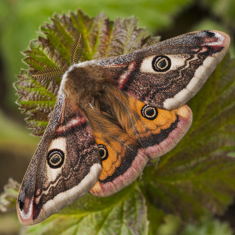 Emperor Moth © 2024 Steven Cheshire