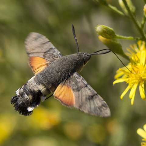 Hummingbird Hawk-moth © 2024 Steven Cheshire