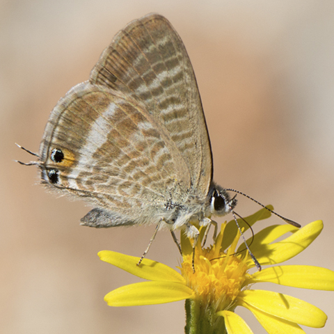 Long-tailed Blue © 2024 Steven Cheshire