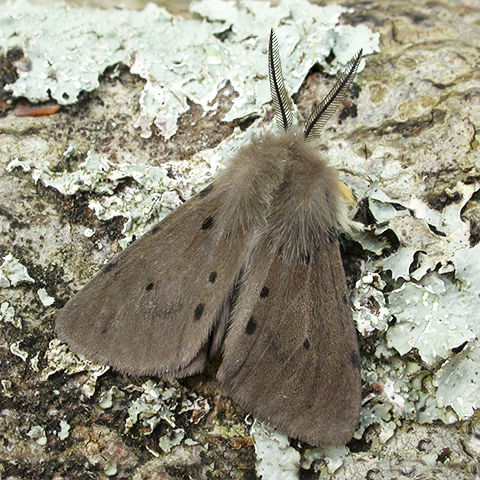 Muslin moth © 2024 Patrick Clement