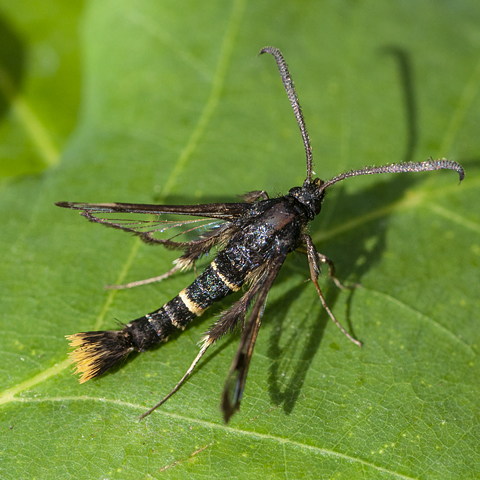 Orange-tailed Clearwing © 2024 Steven Cheshire