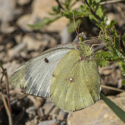 Pale Clouded Yellow © 2024 Steven Cheshire