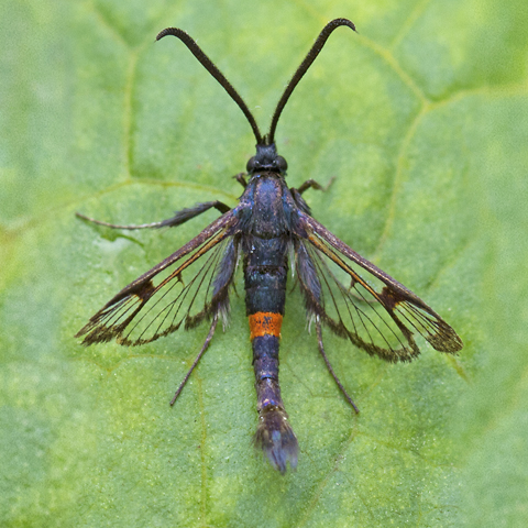 Red-belted Clearwing © 2024 Keith Warmington