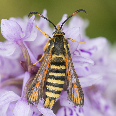 Six-belted Clearwing © 2024 Steven Cheshire
