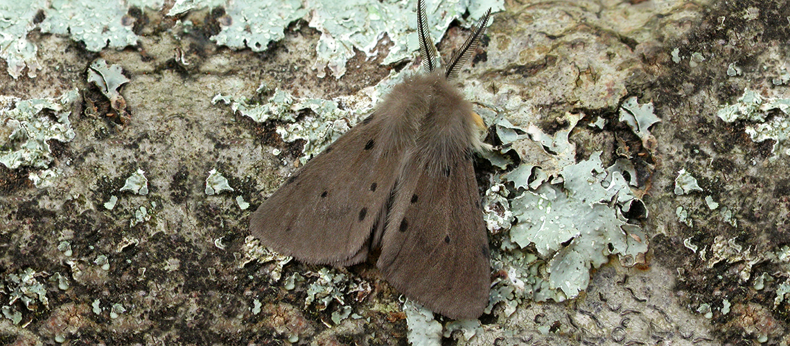 A muslin moth. © 2019 - 2024 Patrick Clement.