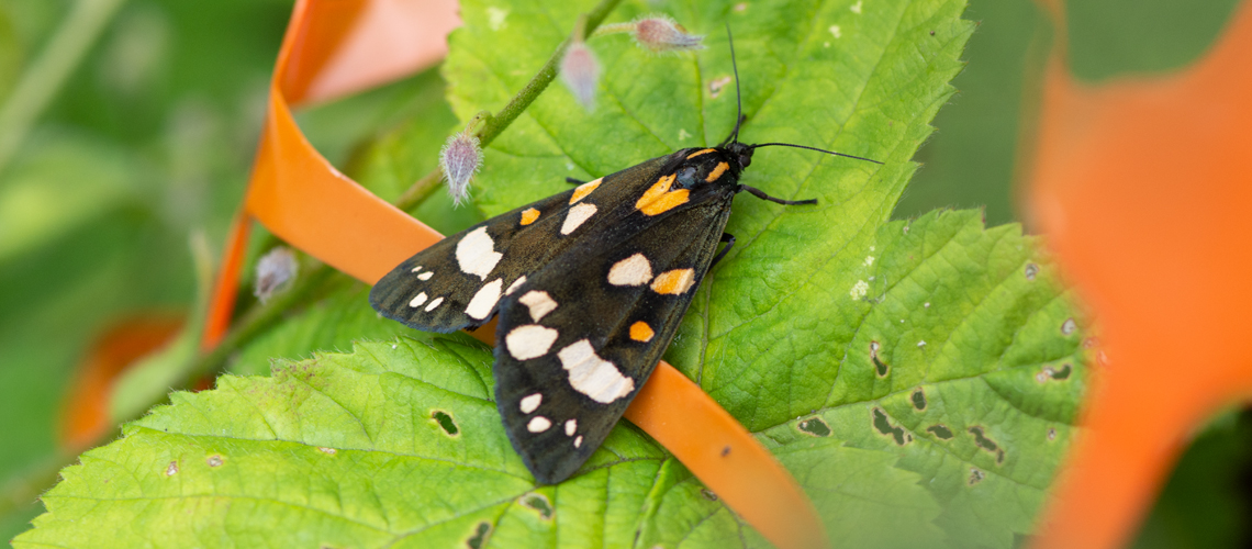 A Scarlet Tiger moth at Stockton Cutting. © 2016 - 2024 Steven Cheshire.