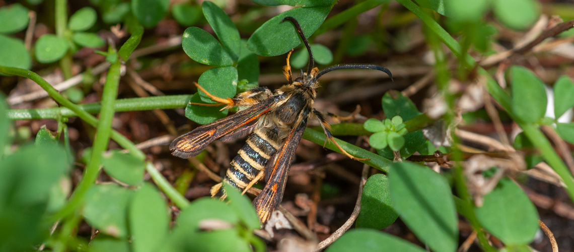 A male Six-belted Clearwing moth amongst its larval foodplant birds-foot trefoil. © 2011 - 2024 Steven Cheshire.