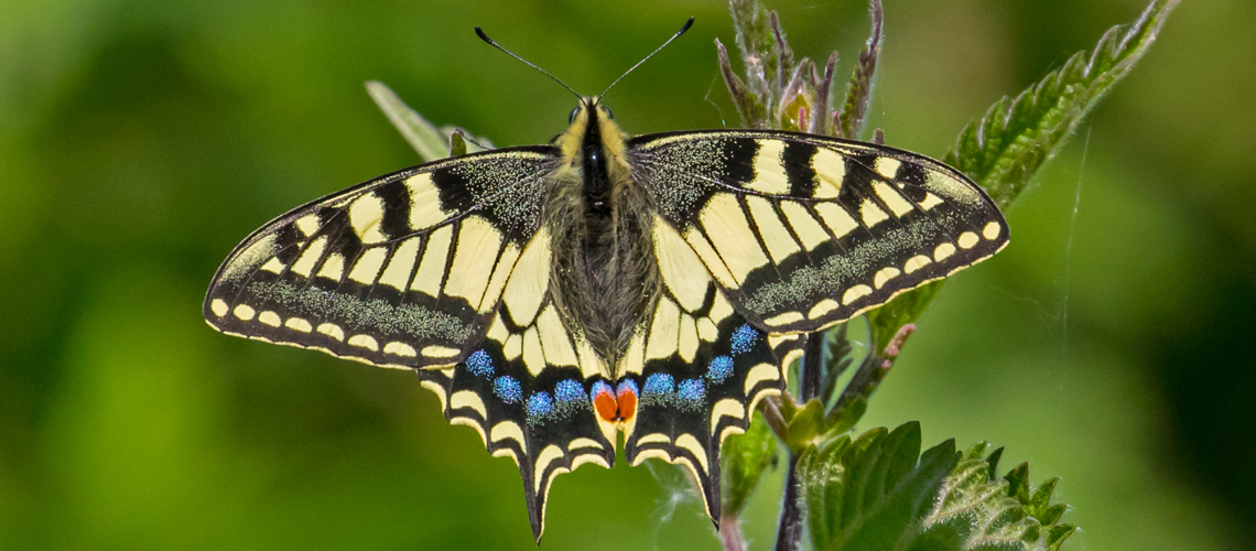 Swallowtail (<i>Papilio machaon ssp. britannicus</i>) - Norfolk. © 2024 Keith Warmington