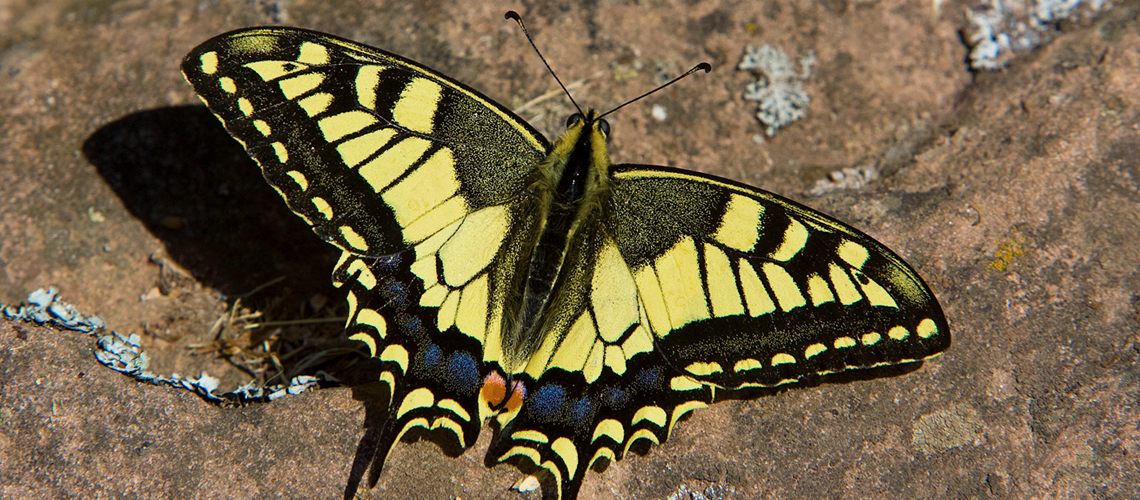 Swallowtail (<i>Papilio machaon ssp. gorganus</i>) basking, Trescares, Picos de Europa, Spain. © 2007 - 2024 Keith Warmington.