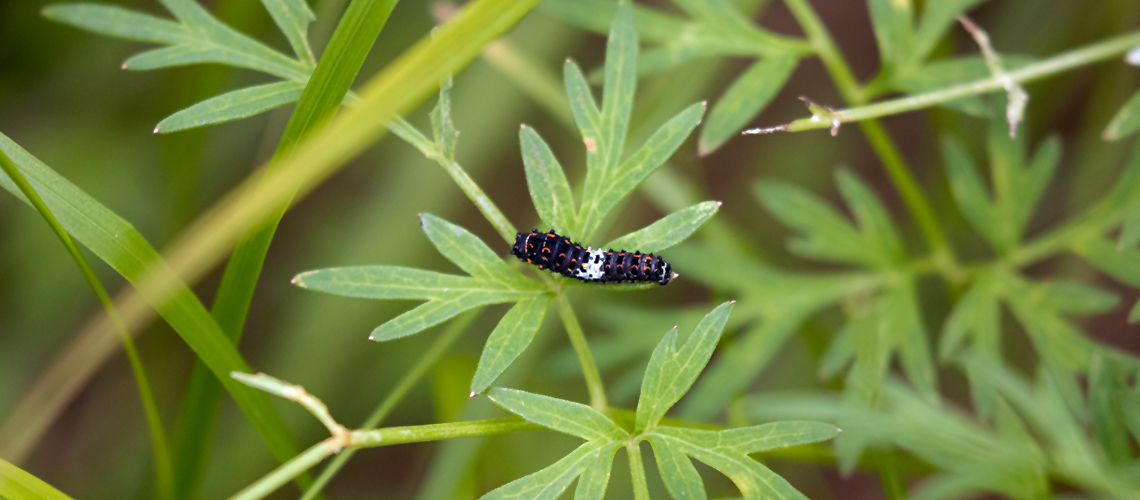 Swallowtail caterpillar. © 2024 Steve Batt