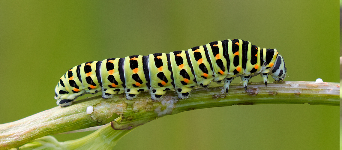Swallowtail caterpillar. © 2024 Steve Batt