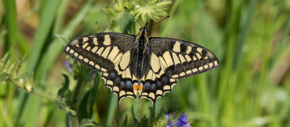 Swallowtail (<i>Papilio machaon ssp. gorganus</i>), Pompeii, Naples, Italy. © 2016 - 2024 Steven Cheshire.
