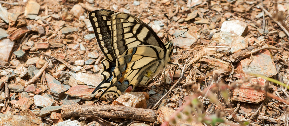 Swallowtail (<i>Papilio machaon ssp. gorganus</i>), Picos de Europa, Spain. © 2009 - 2024 Steven Cheshire.