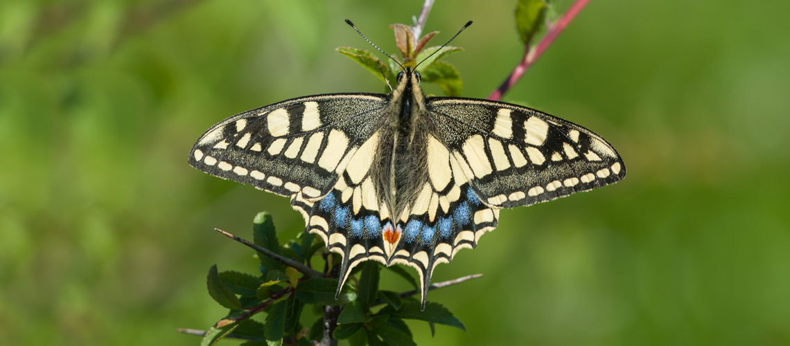 Swallowtail (<i>Papilio machaon ssp. gorganus</i>), Sierra Nevada, Spain. © 2010 - 2024 Steven Cheshire.