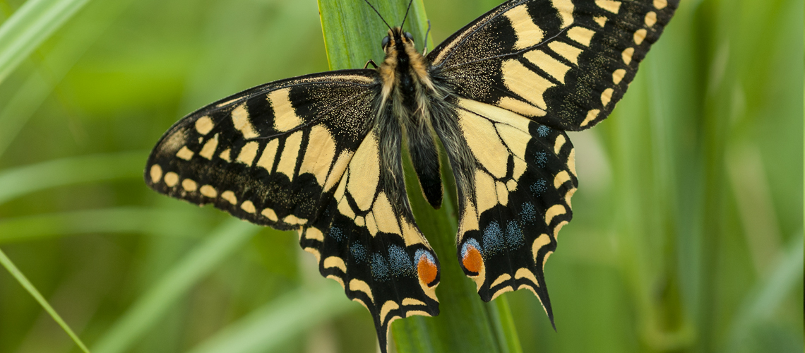 Swallowtail (<i>Papilio machaon ssp. britannicus</i>) - Norfolk. © 2007 - 2024 Steven Cheshire.