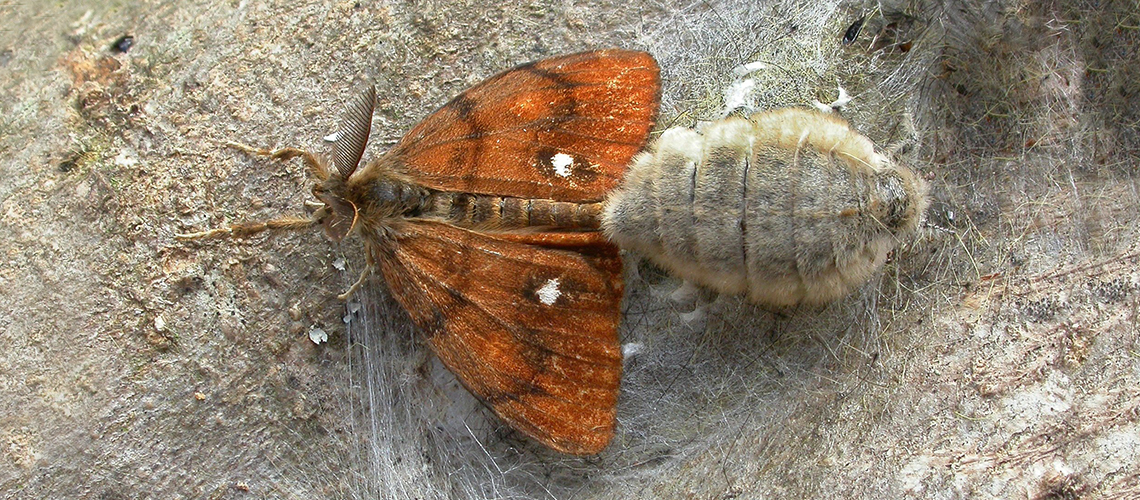 A mating pair of Vapourer moths. © 2019 - 2024 Patrick Clement.