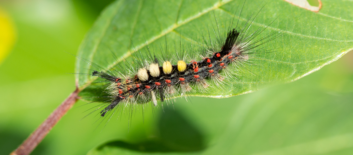 The distinctive Vapourer moth caterpillar. © 2017 - 2024 Steven Cheshire.